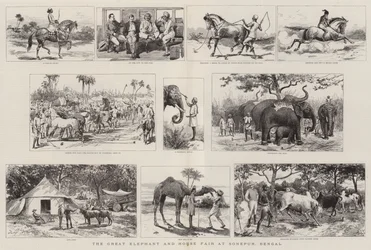 La gran feria de elefantes y caballos en Sonepur, Bengala