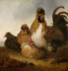 Un gallo y gallinas