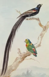 Un pájaro viuda de cola larga y un loro colgante de corona azul, 1783