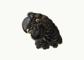 Cacatúa