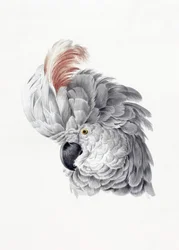 Cabo Cockatoo