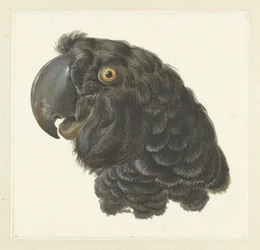 Cabeza de cacatúa
Cabeza de loro (título en el objeto)