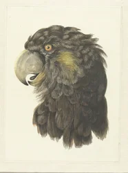 Cabeza de cacatúa
Cabeza de loro (título en el objeto)