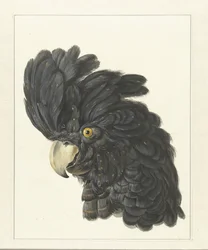 Cabeza de cacatúa
Cabeza de loro (título en el objeto)