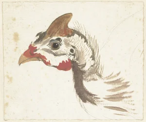 Cabeza de una gallina de Guinea con casco