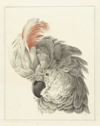 Cabeza de cacatúa
Cabeza de loro (título en el objeto)