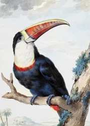 Tucán de pico rojo