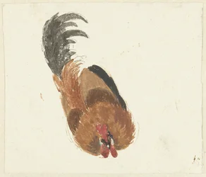 Estudio de un gallo muerto
