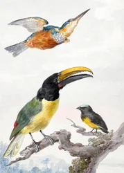 Tres pájaros: un martín pescador, un tucán de Von Wied y un gorrión