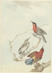 Tres pájaros de sol carmesí