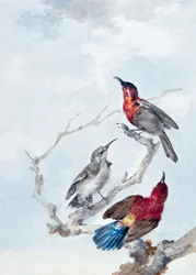 Tres suimangas carmesí
