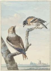 Dos pájaros: un pinzón de manzana (Coccothraustes coccothraustes) y un guardián (Fringilla montifringilla)