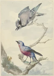 Dos pájaros: un arrendajo azul y una cotinga de pecho púrpura