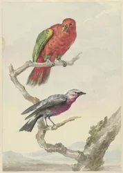 Dos pájaros, entre ellos un loro rojo-verde