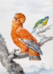 Dos aves exóticas