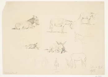 Hoja de estudio con animales