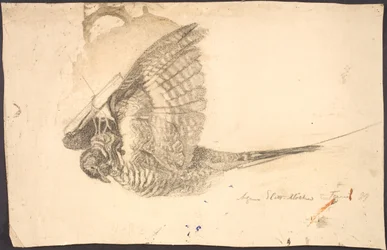 Estudio de un pájaro muerto