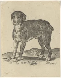 Perro de pie