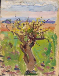 Árbol enano en el desierto