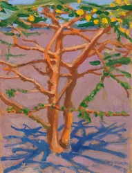 Acacia en la sabana