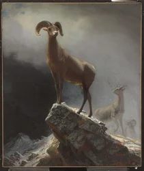 Oveja de las Montañas Rocosas o Carnero Grande, Ovis, Montana, c.1884