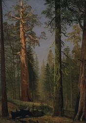 La Sequoia Gigante Grizzly, Mariposa Grove, California