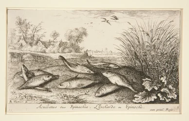 Aculeatus o espinaquia. L