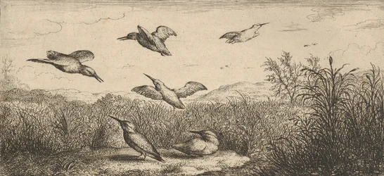 Alcedo, Martín pescador El Martín pescador: Libro de Aves, 1655-1660