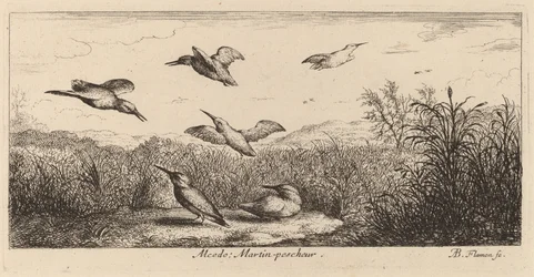 Alcedo, el martín pescador