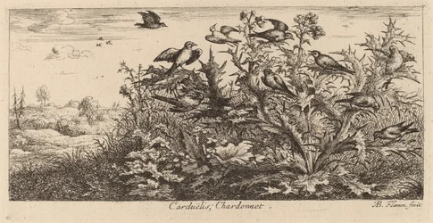 Carduelis, el jilguero