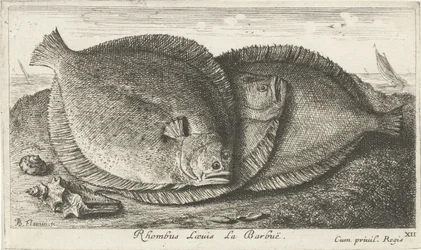 Tres pollitos en la playa Rhombus Laeuis La Barbuë (título sobre objeto) Peces y otras criaturas marinas: tercera serie de agua salada (título de la serie) Poissons de mer (título de la serie)