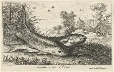 Tres cachos en la orilla de un río cefalo Le Meunier. (título en el objeto) Peces y otras criaturas marinas: primera serie de agua dulce (título de la serie) Diverse Especes de Poissons d