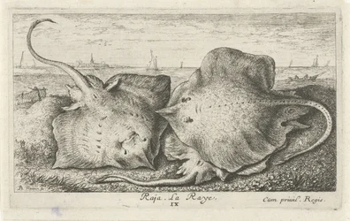 Tres rayos en la playa raja. La Raya. (título en el objeto) Peces y otras criaturas marinas: segunda serie de agua salada (título de la serie) Poissons de mer (título de la serie)