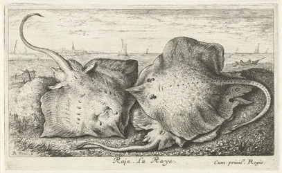Tres rayos en la playa raja. La Raya. (título en el objeto) Peces y otras criaturas marinas: segunda serie de agua salada (título de la serie) Poissons de mer (título de la serie)