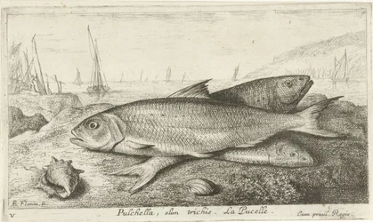 Tres peces en la playa Pulchella, olim trichis. La Pucelle. (título en el objeto) Peces y otras criaturas marinas: primera serie de agua salada (título de la serie) Diverse Especes de Poissons de mer (título de serie)