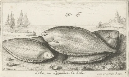 Tres soles en la playa Soleá siue lingulaca. La Solle. (título en el objeto) Peces y otras criaturas marinas: tercera serie de agua salada (título de la serie) Poissons de mer (título de la serie)