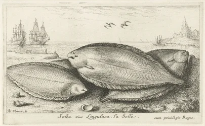 Tres soles en la playa Soleá siue lingulaca. La Solle. (título en el objeto) Peces y otras criaturas marinas: tercera serie de agua salada (título de la serie) Poissons de mer (título de la serie)