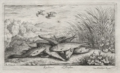 Peces de agua dulce, Parte II: Epelanus, L