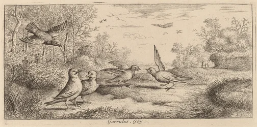 Garrulus, El Arrendajo
