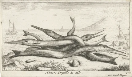 clavado en la playa Admos. Lesguille de Mer. (título en el objeto) Peces y otras criaturas marinas: tercera serie de agua salada (título de la serie) Poissons de mer (título de la serie)