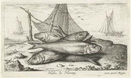 Arenque en una red de pesca Halec, Le Harang. (título en el objeto) Peces y otras criaturas marinas: segunda serie de agua salada (título de la serie) Poissons de mer (título de la serie)