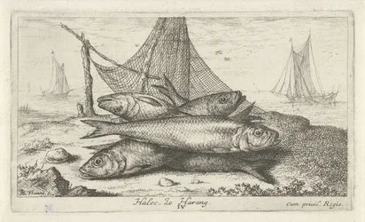 Arenque en una red de pesca Halec, Le Harang. (título en el objeto) Peces y otras criaturas marinas: segunda serie de agua salada (título de la serie) Poissons de mer (título de la serie)