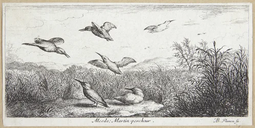 El pescador (Alcedo)