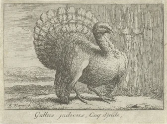 Paisaje con kalkoen Gallus indicus, Coq d