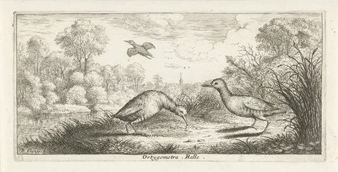 Paisaje con dos rieles en un banco Ortigómetra. regla (título en el objeto) Libro de aves (título de la serie) Livre d