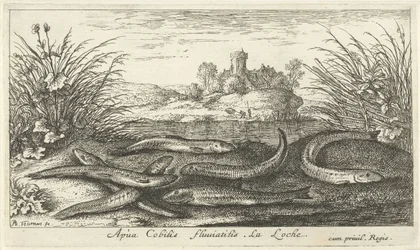 Lochas en la orilla de un río Apua Cobitis fluuitilis. LaLoche. (título en el objeto) Peces y otras criaturas marinas: segunda serie de agua dulce (título de la serie) Seconde partie de Poissons d