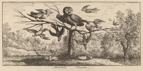 Monedula, El Búho