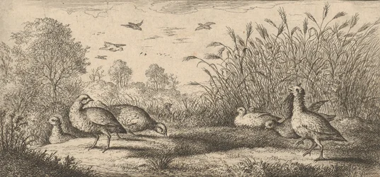 Perdix rubra, Perdix rouge La perdiz de patas rojas: Libro de aves..., 1655-1660