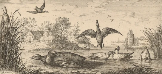 Querquedula, Cercelle El Cerceta: Libro de Aves, 1655-1660