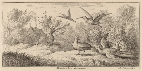 Rusticula, la becada